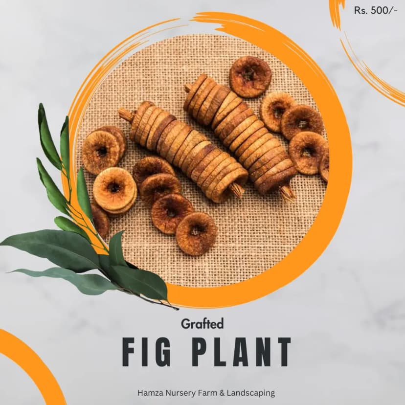 Fig