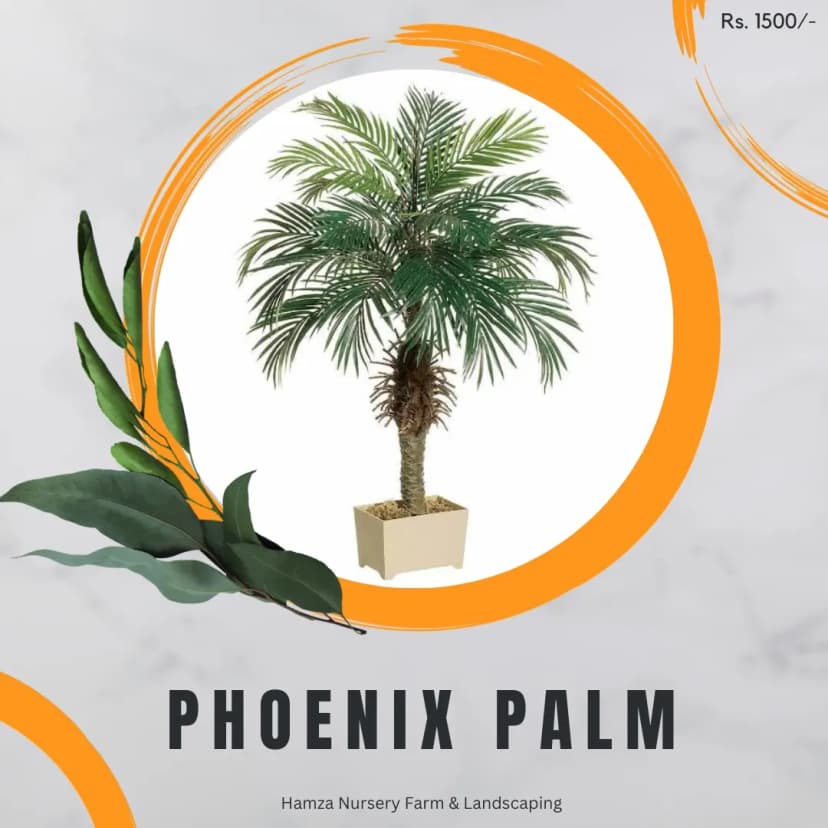 Phoenix Palm
