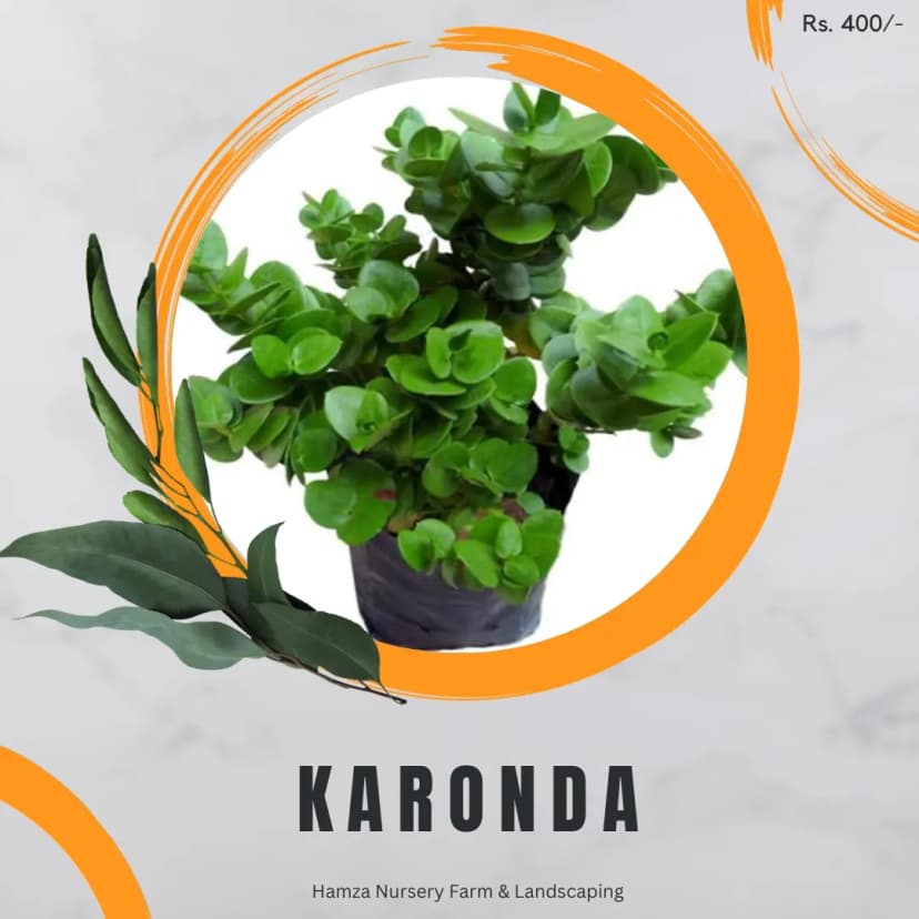 Karonda