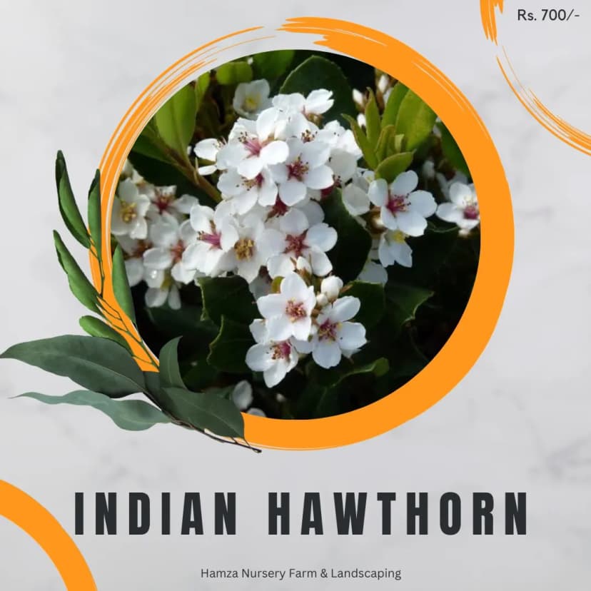 Indian Hawthorn
