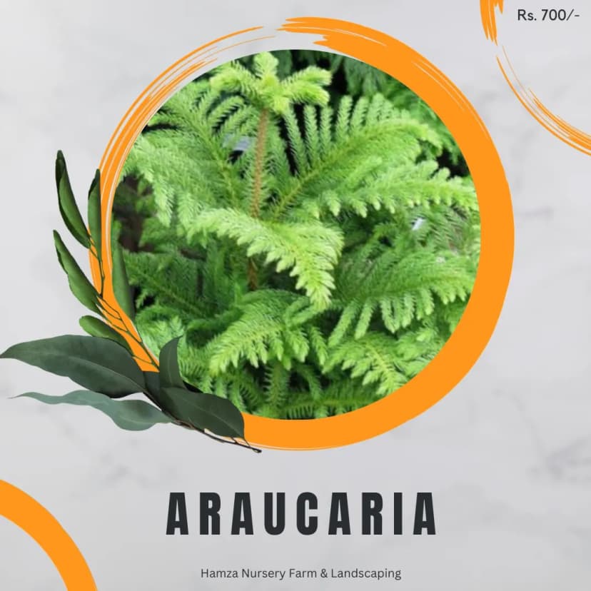Araucaria
