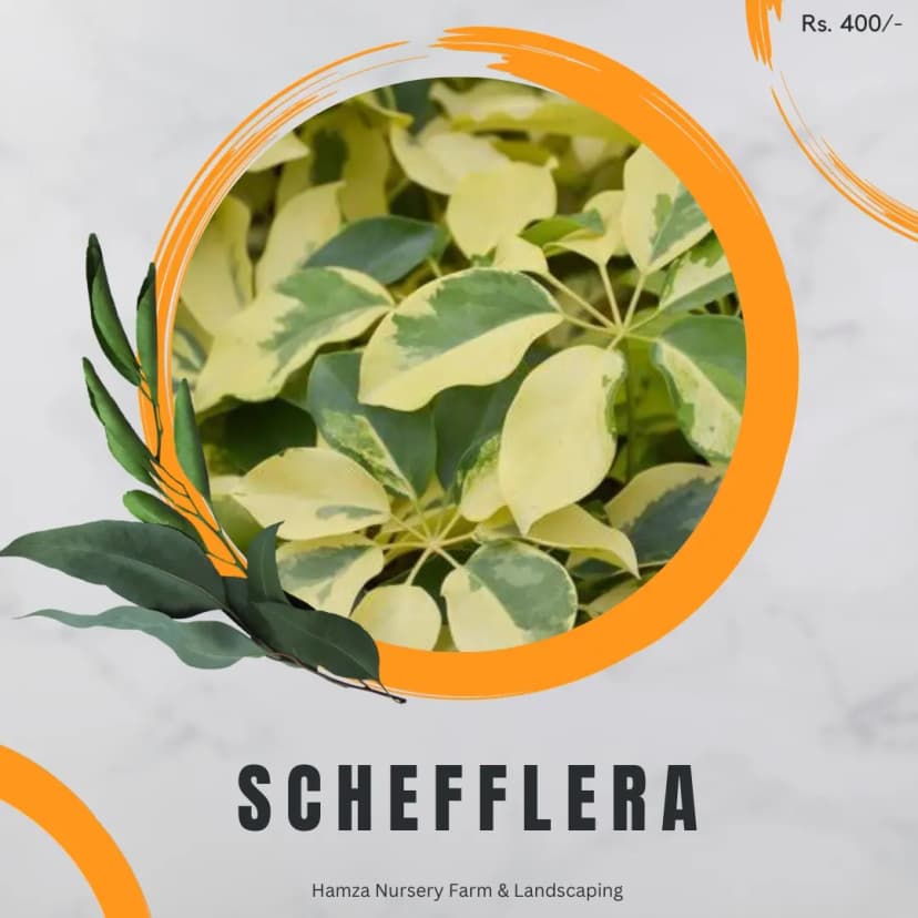 Schefflera