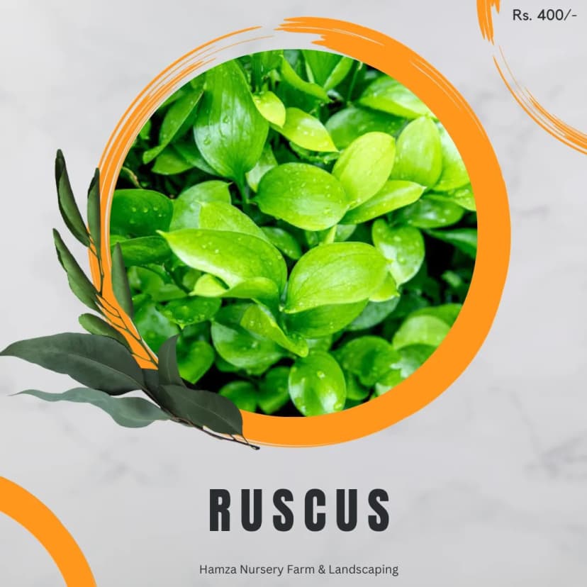 Ruscus