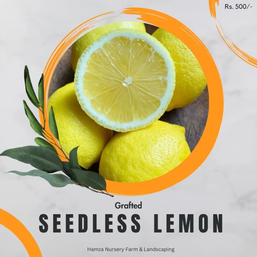 Seedless Lemon