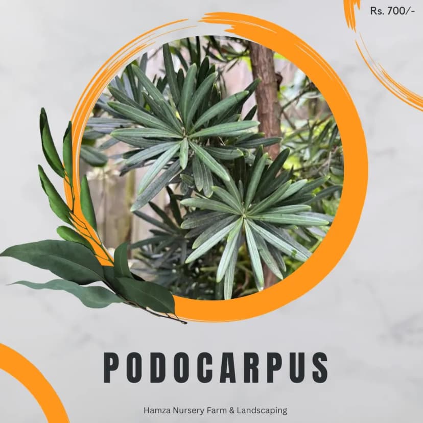 Podocarpus