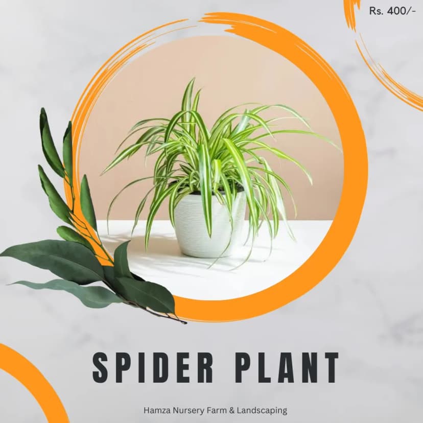 Spider Plant