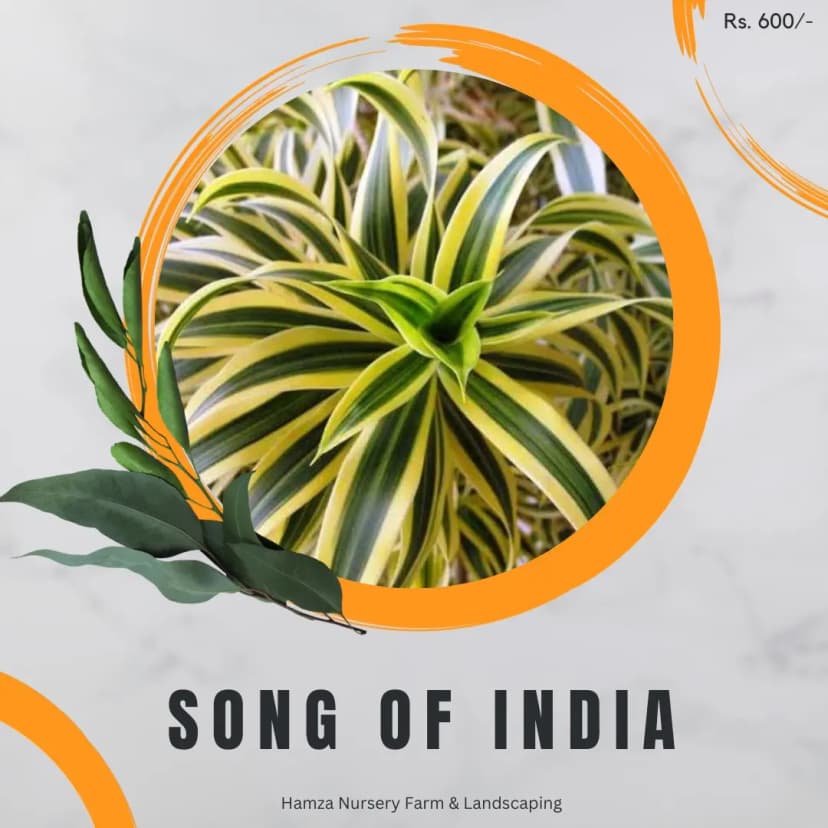 Song of India