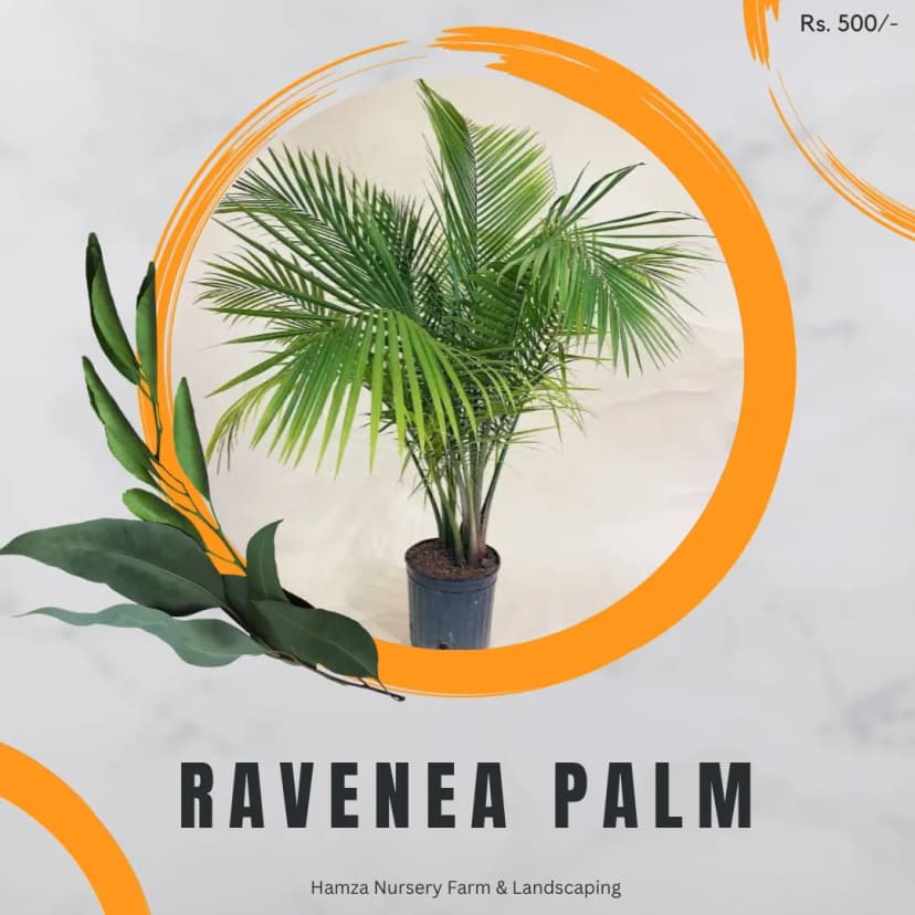 Ravenea Palm