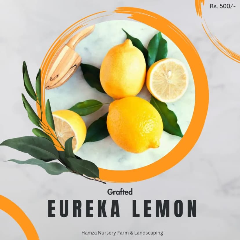 Eureka Lemon