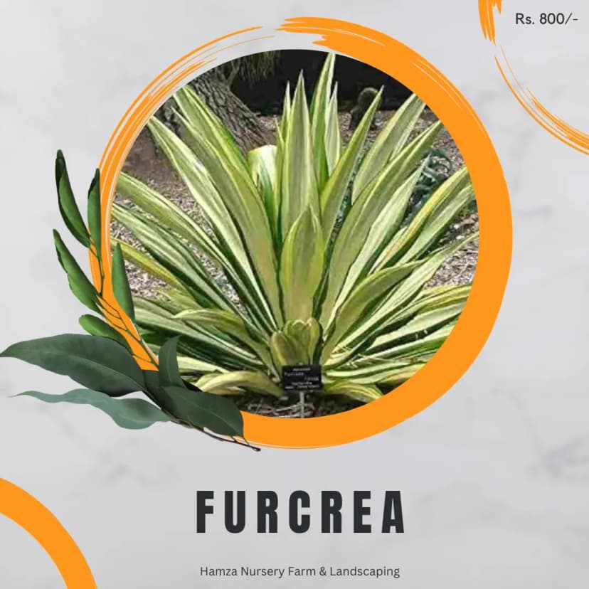Furcraea