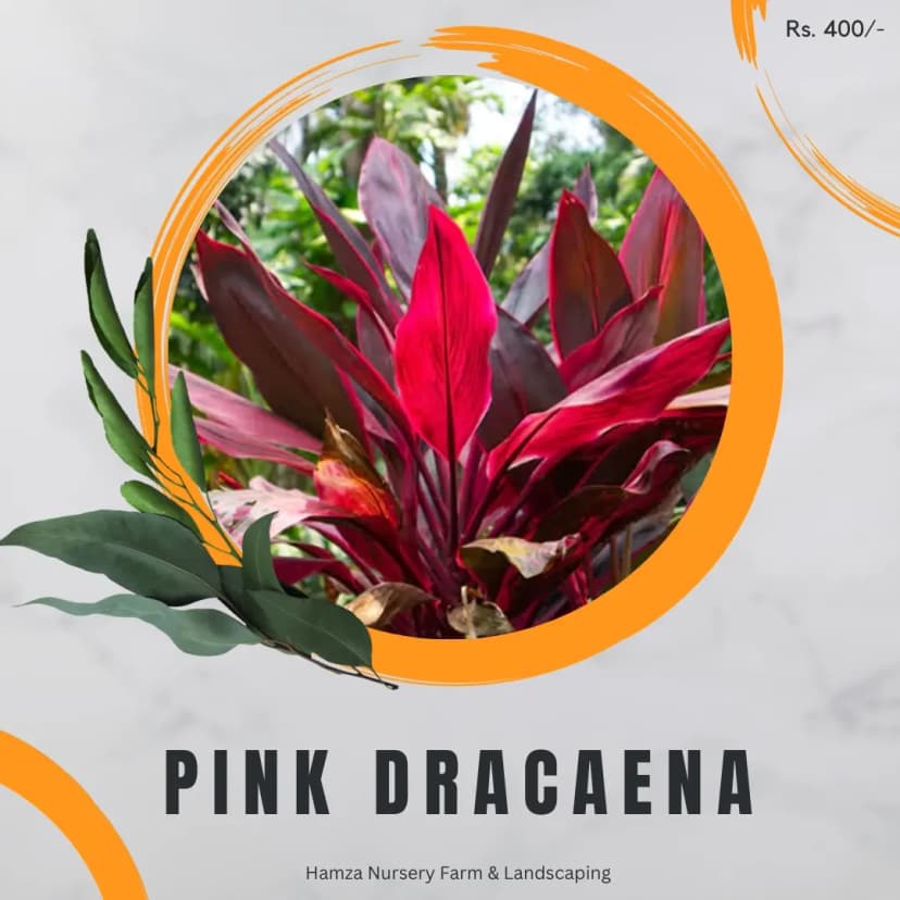 Pink Dracaena