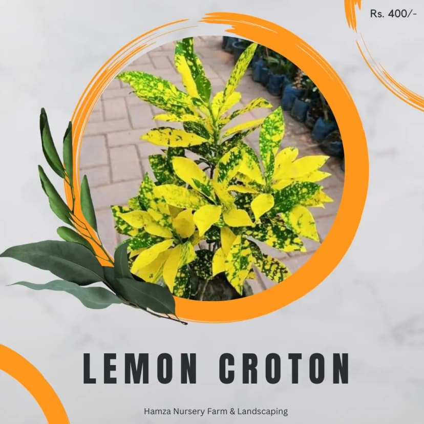 Lemon Croton