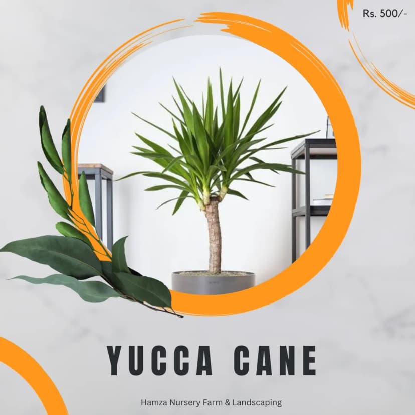 Yucca Cane