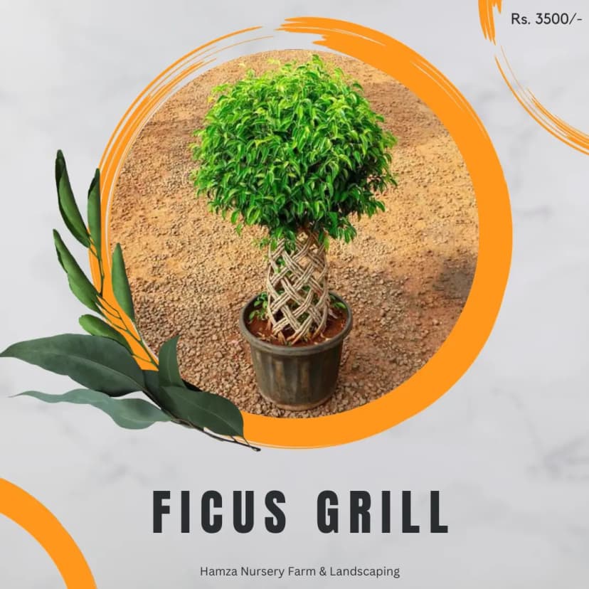 Ficus Green