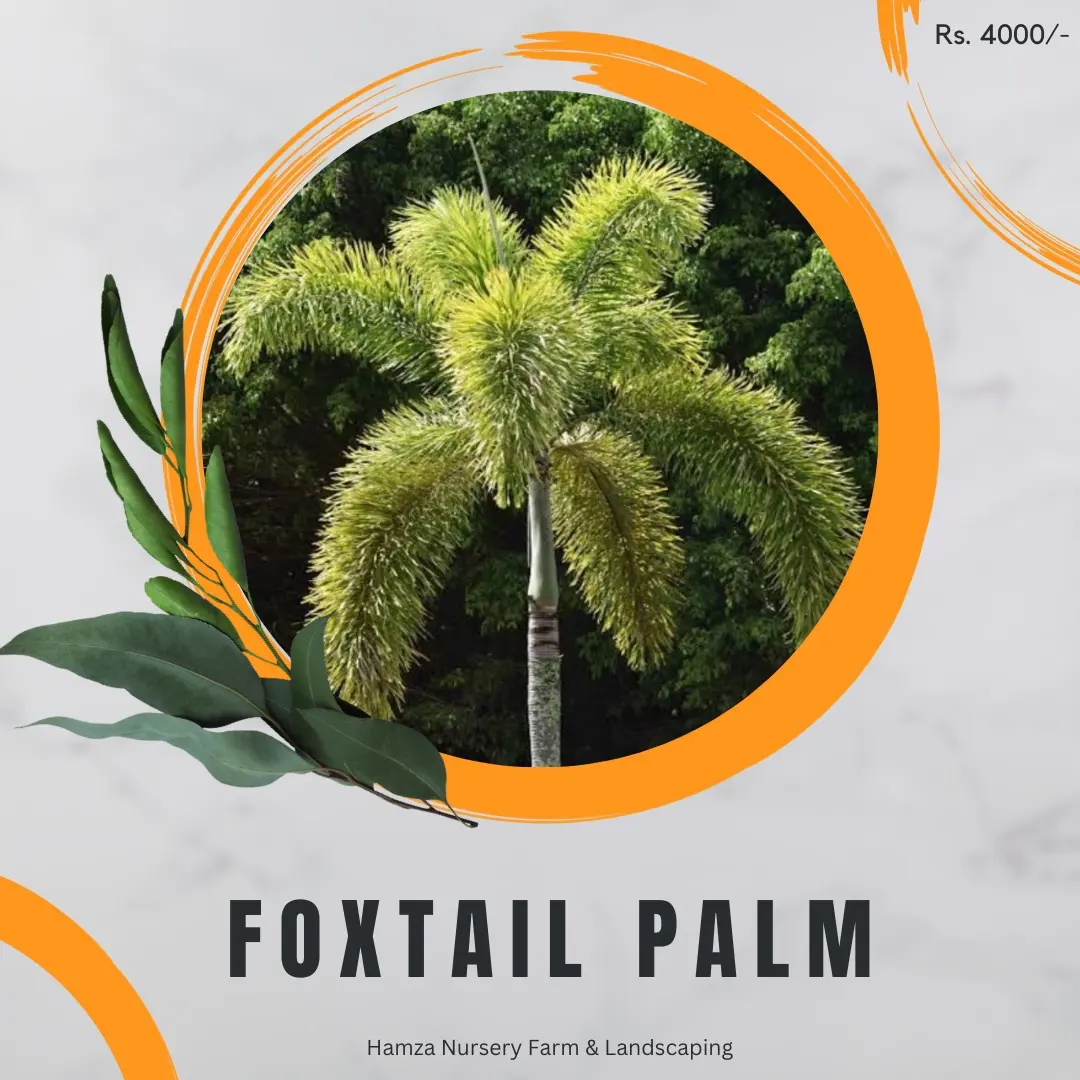 Fishtail Palm (Large)
