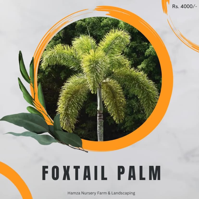 Fishtail Palm (Large)