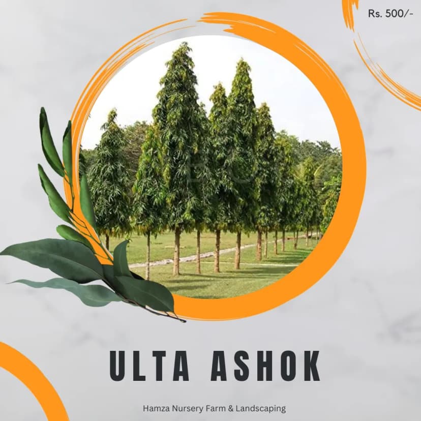 Ulta Ashok