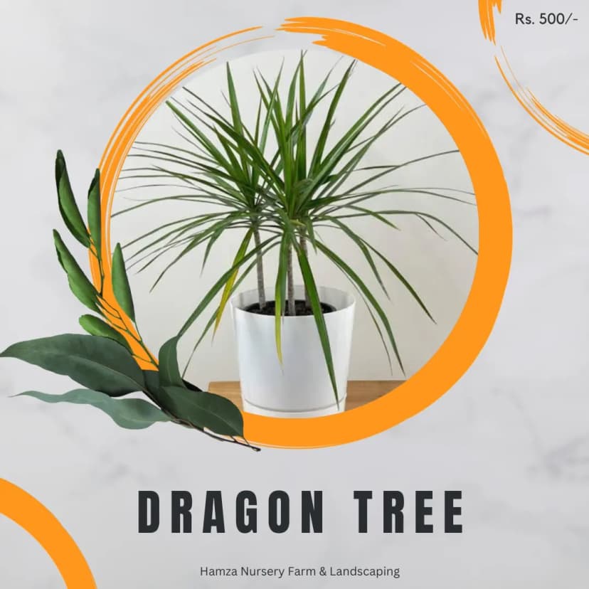 Dragon Tree