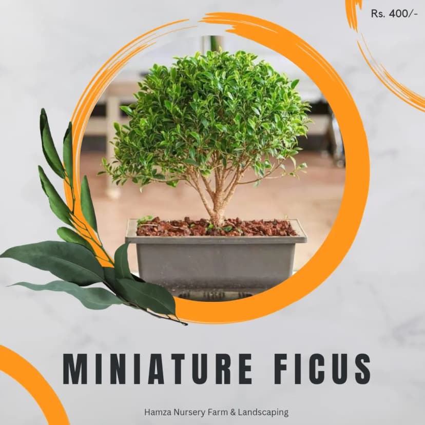 Miniature Ficus