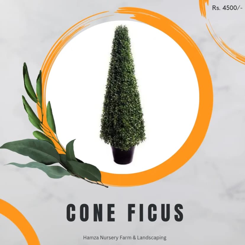 Cone Ficus