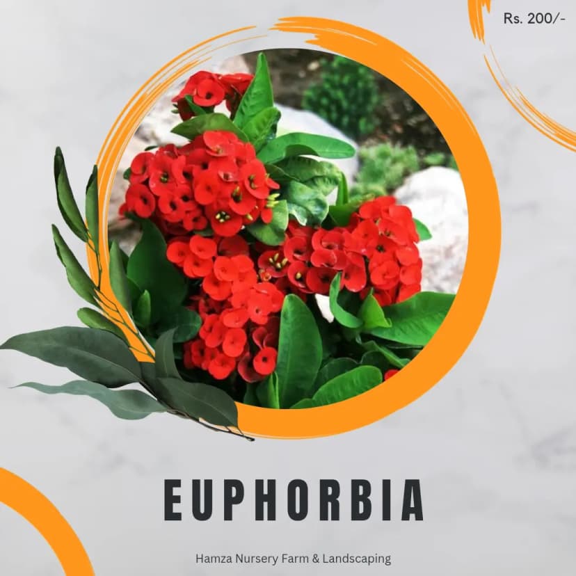 Euphorbia