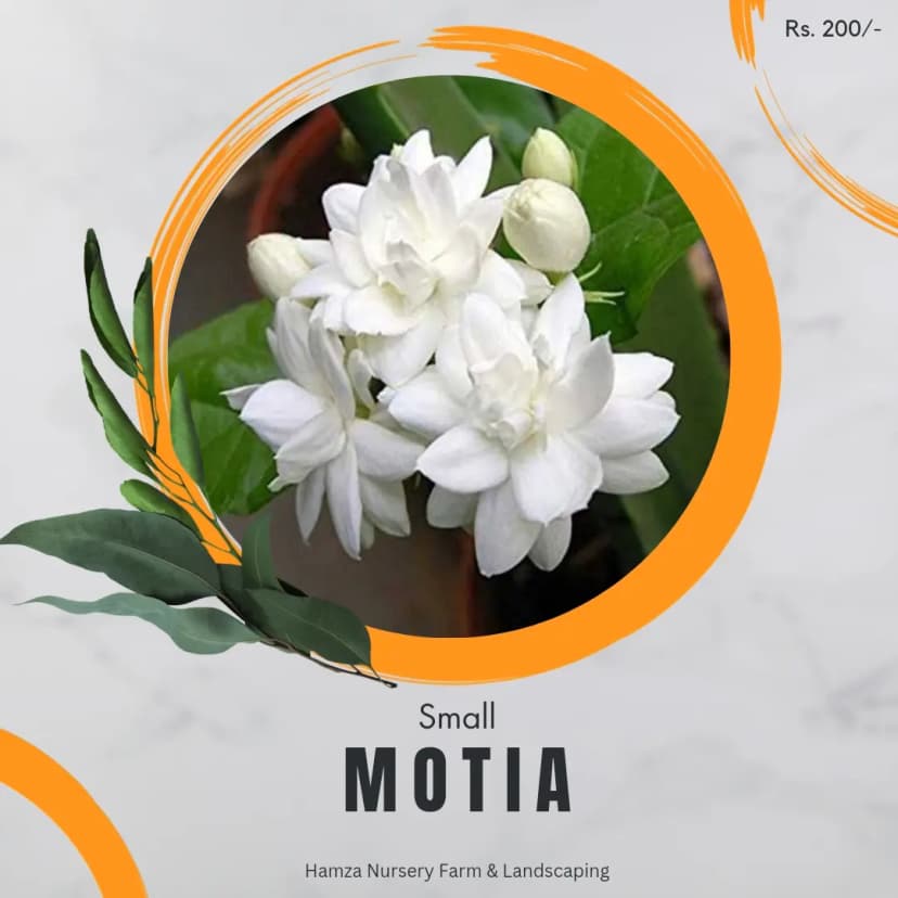 Small Motia
