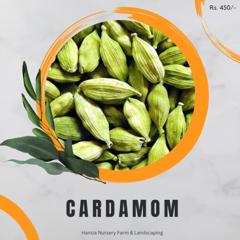 Cardamom