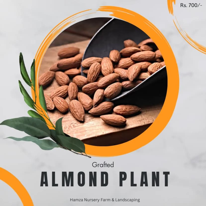 Almond