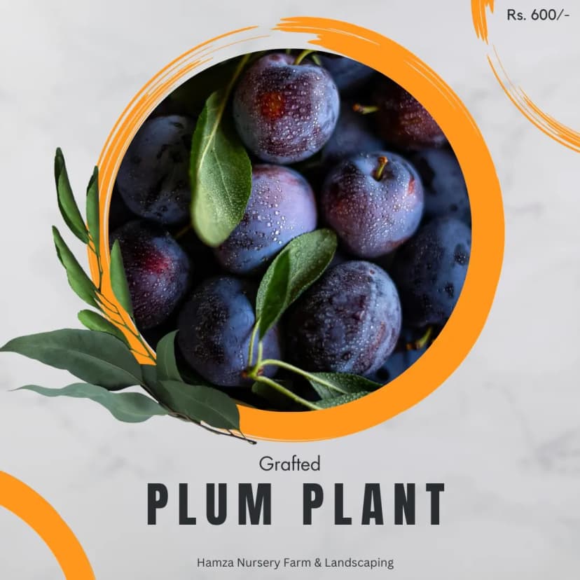 Plum