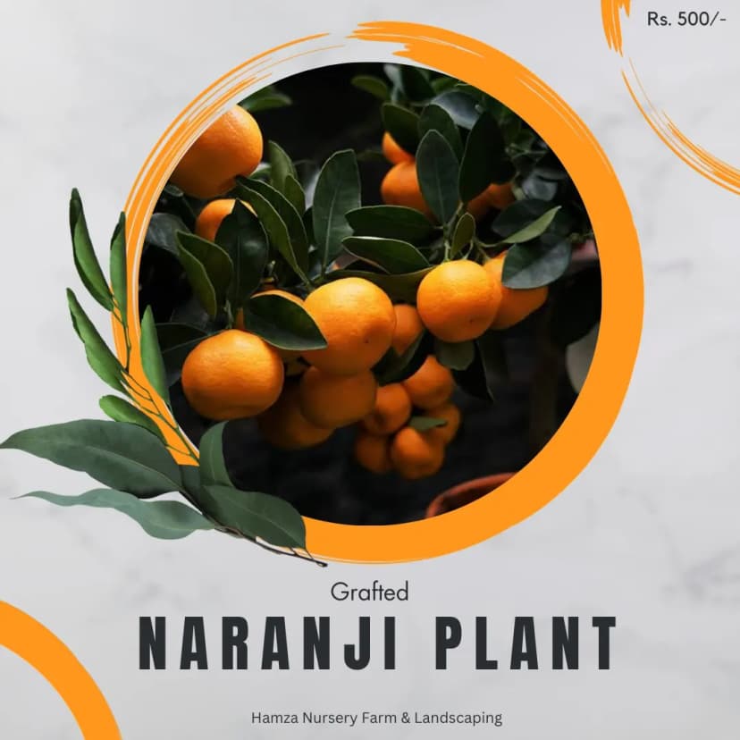 Narangi (Bitter Orange)