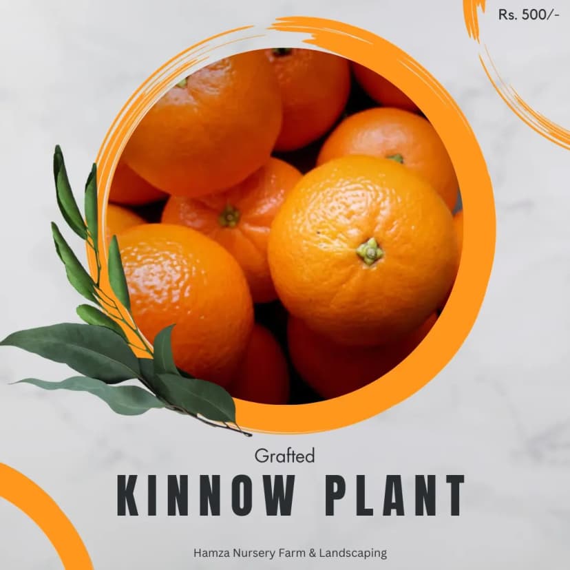 Kinnow