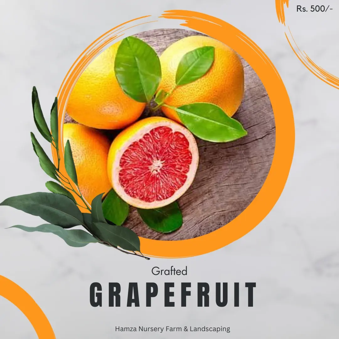 Grapefruit