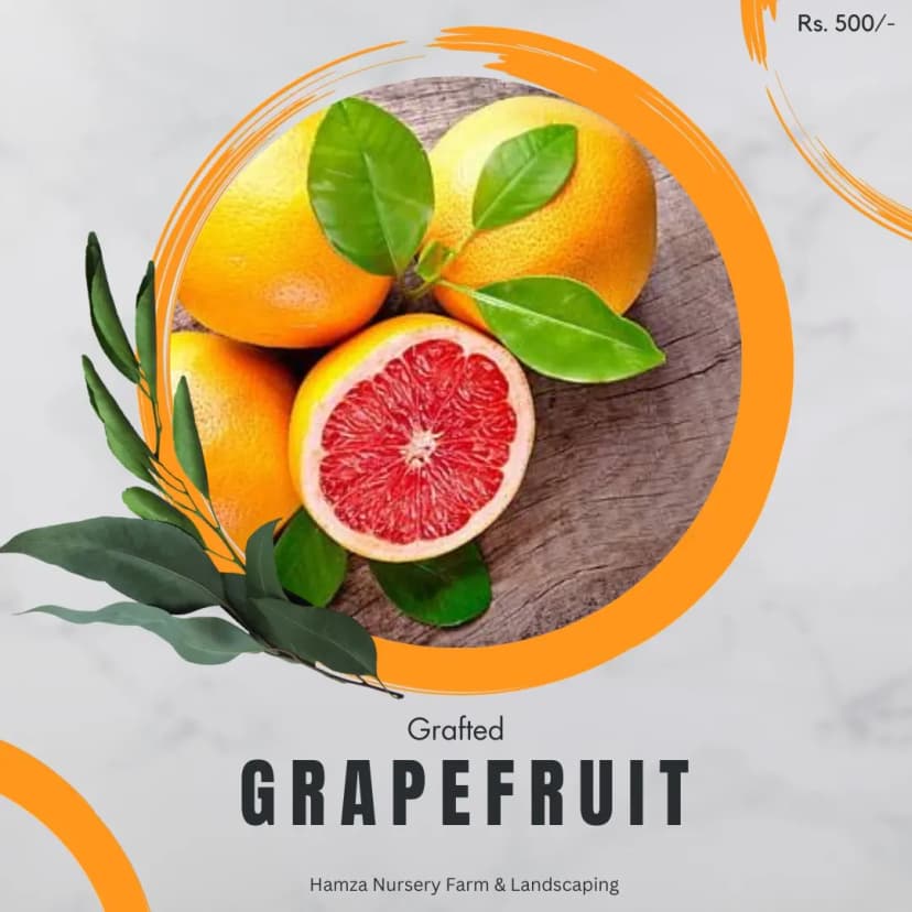Grapefruit
