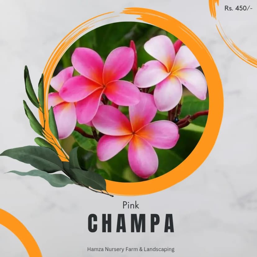 Pink Champa