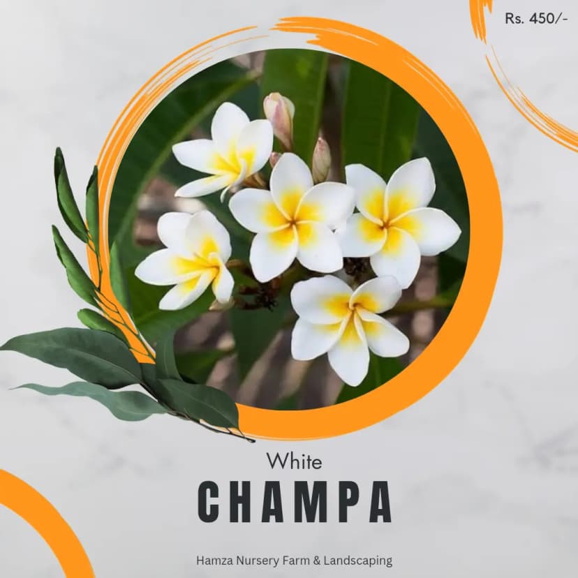 White Champa