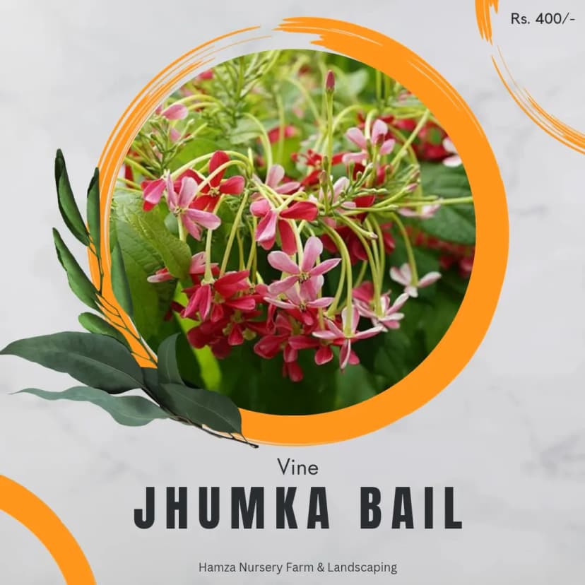 Jhumka Bail