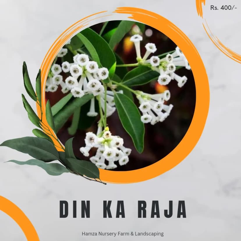 Din Ka Raja