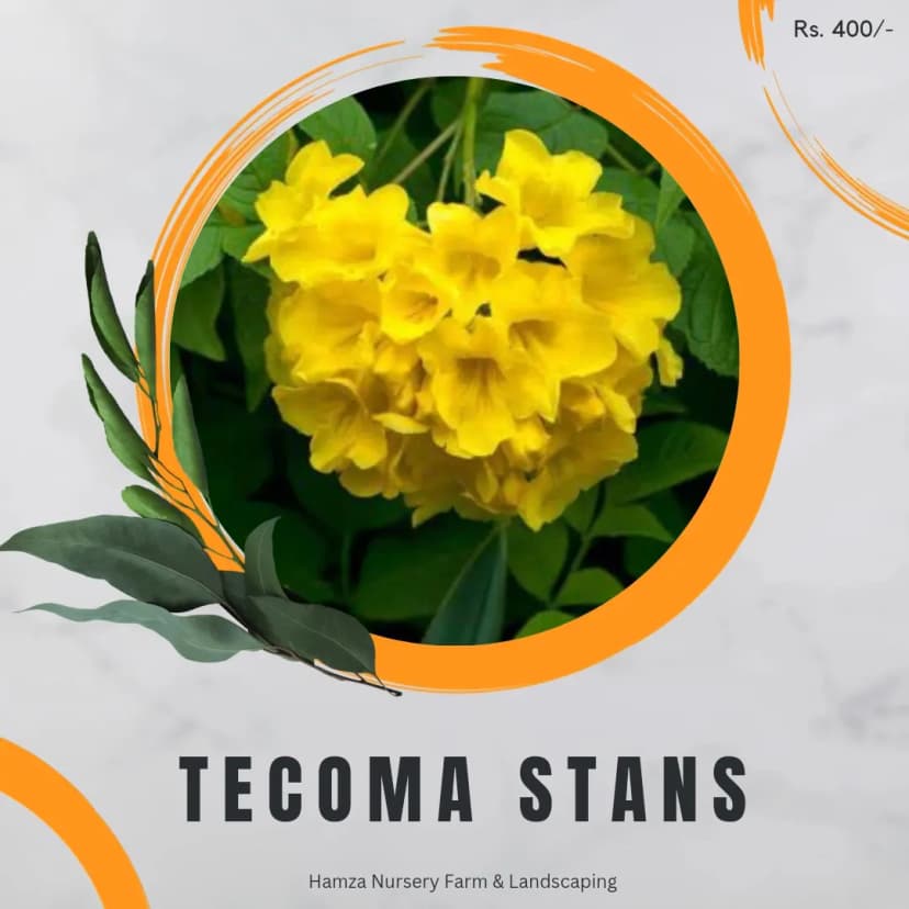 Tecoma Stans