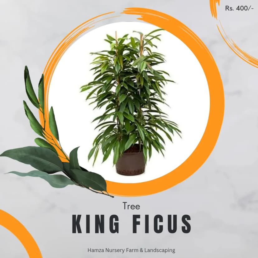 King Ficus