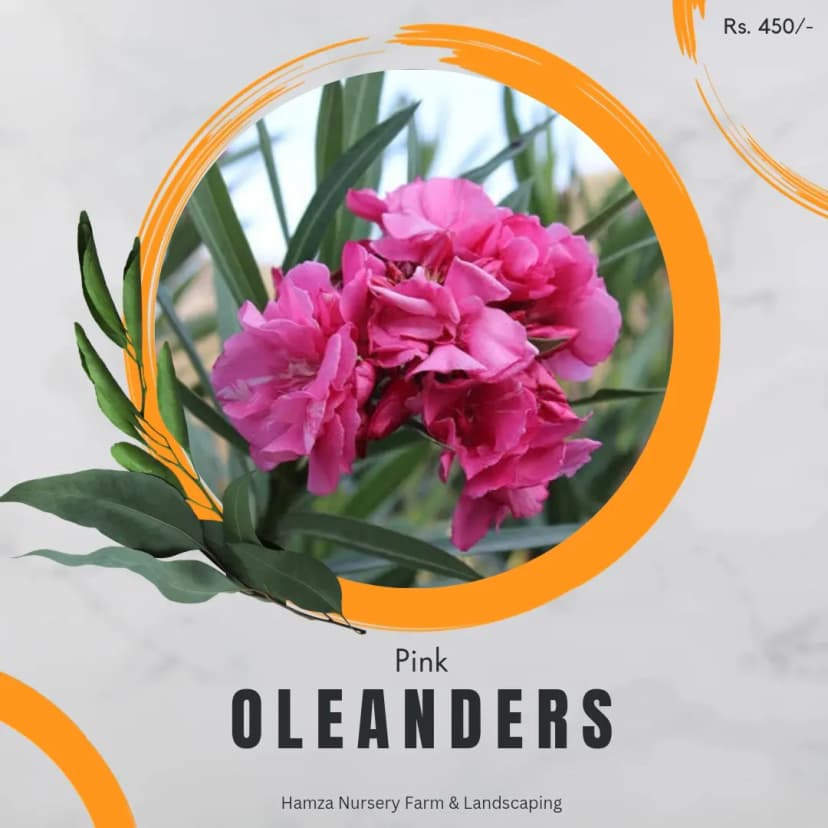 Pink Oleander