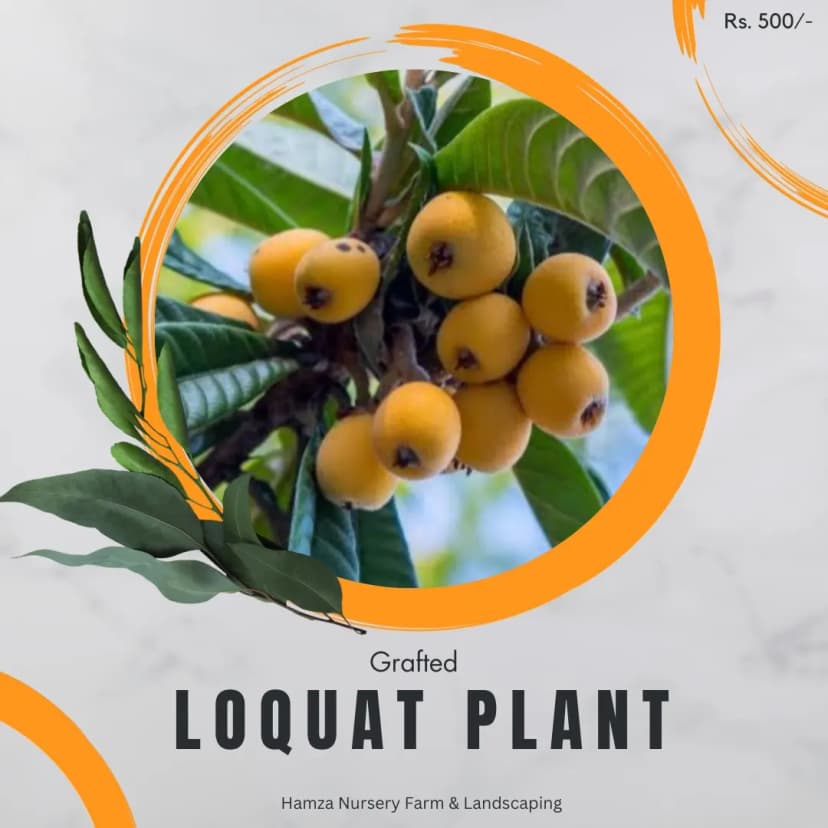 Loquat