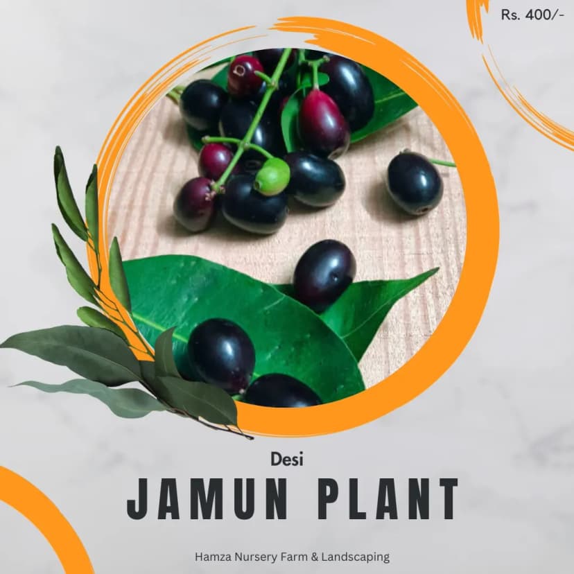 Desi Jamun