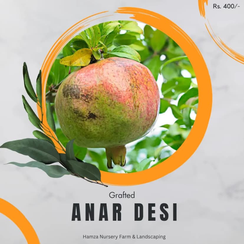 Desi Pomegranate
