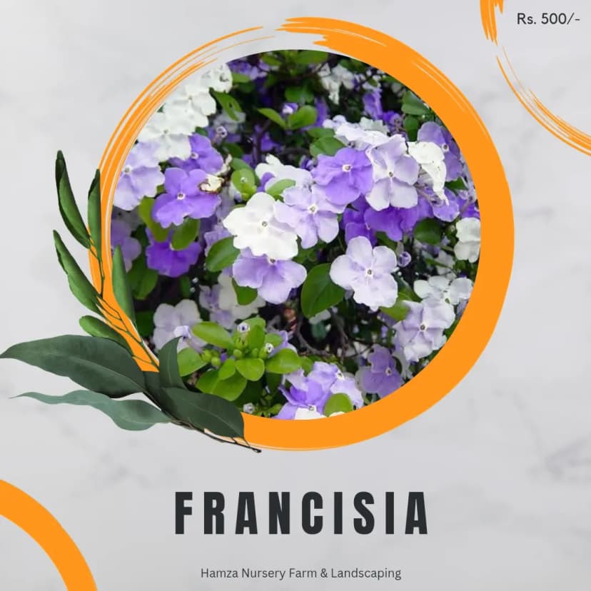 Frangipani