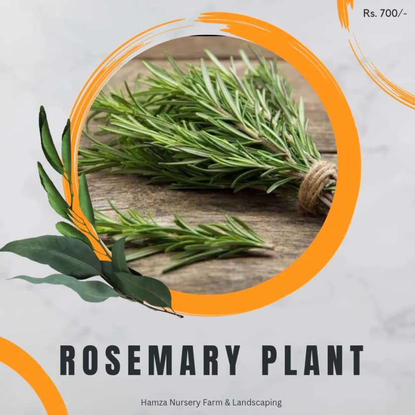 Rosemary