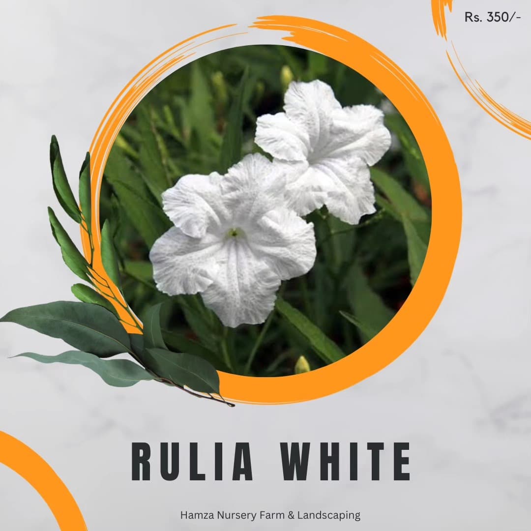 Ruellia White