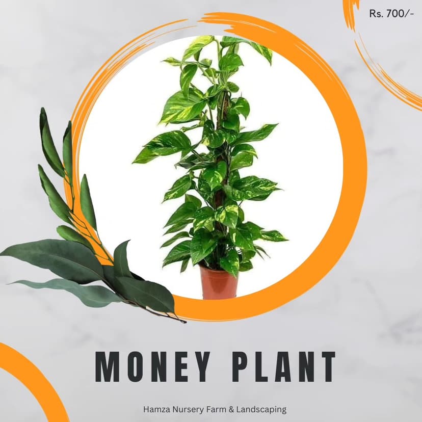Money Plant