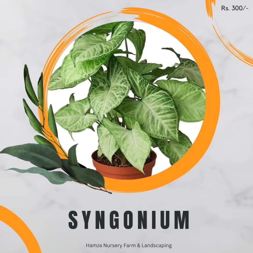 Syngonium