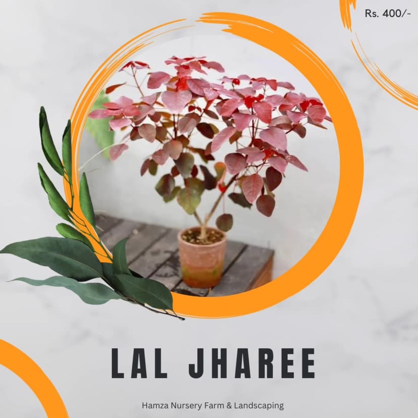 Lal Jhadi