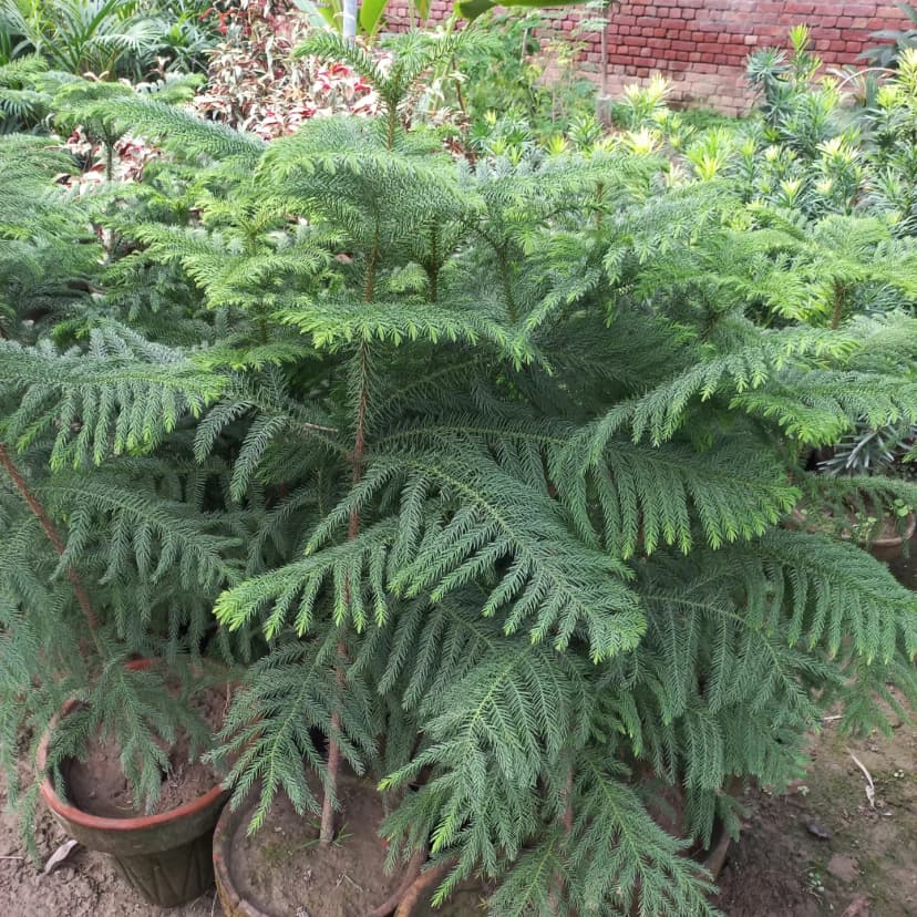 Hamza Nursery plants and landscaping, Lahore — photo 5